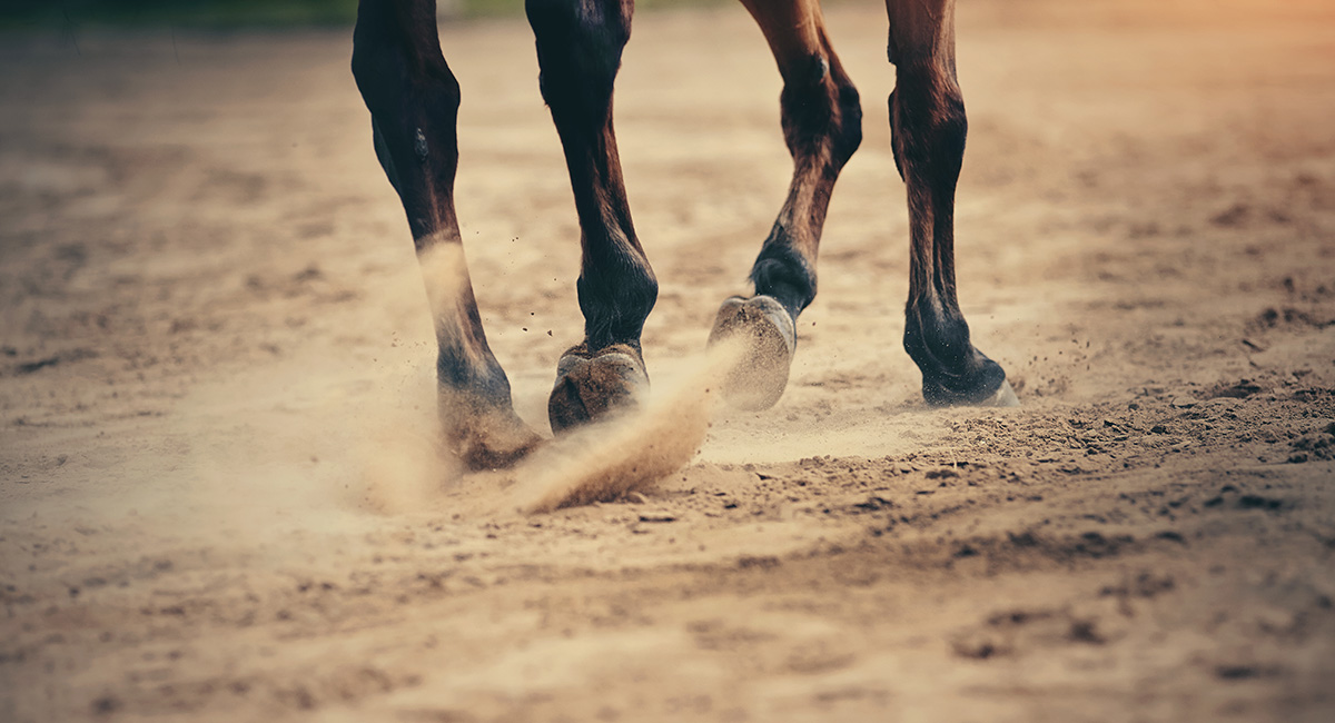 L’entretien de la fourchette de son cheval