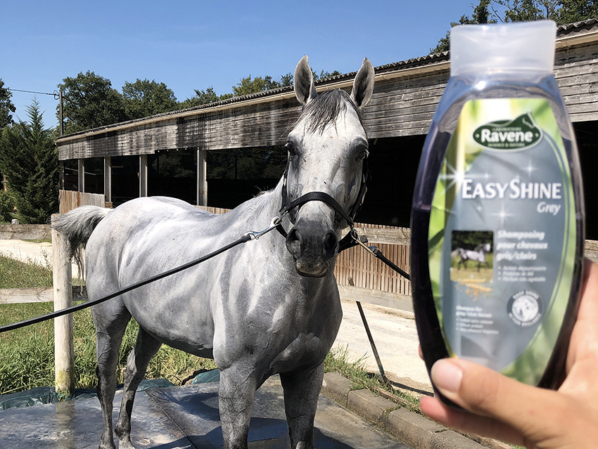 Les soins quotidiens du cheval de haut niveau