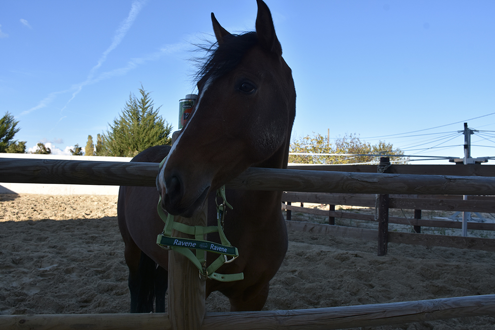 Au secours mon cheval est en arrêt !