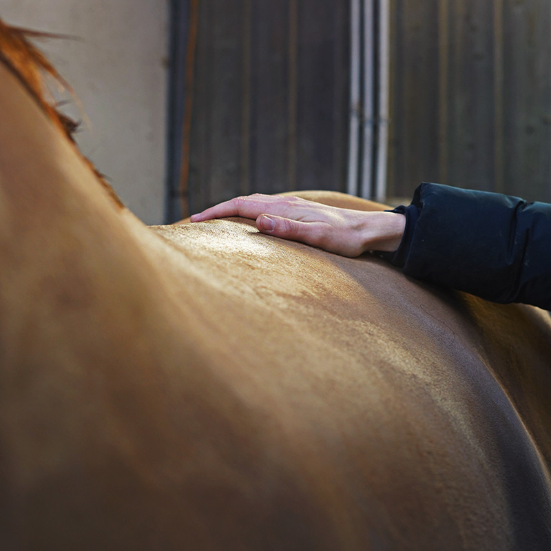 Masser son cheval avec du chaud ou avec du froid ?