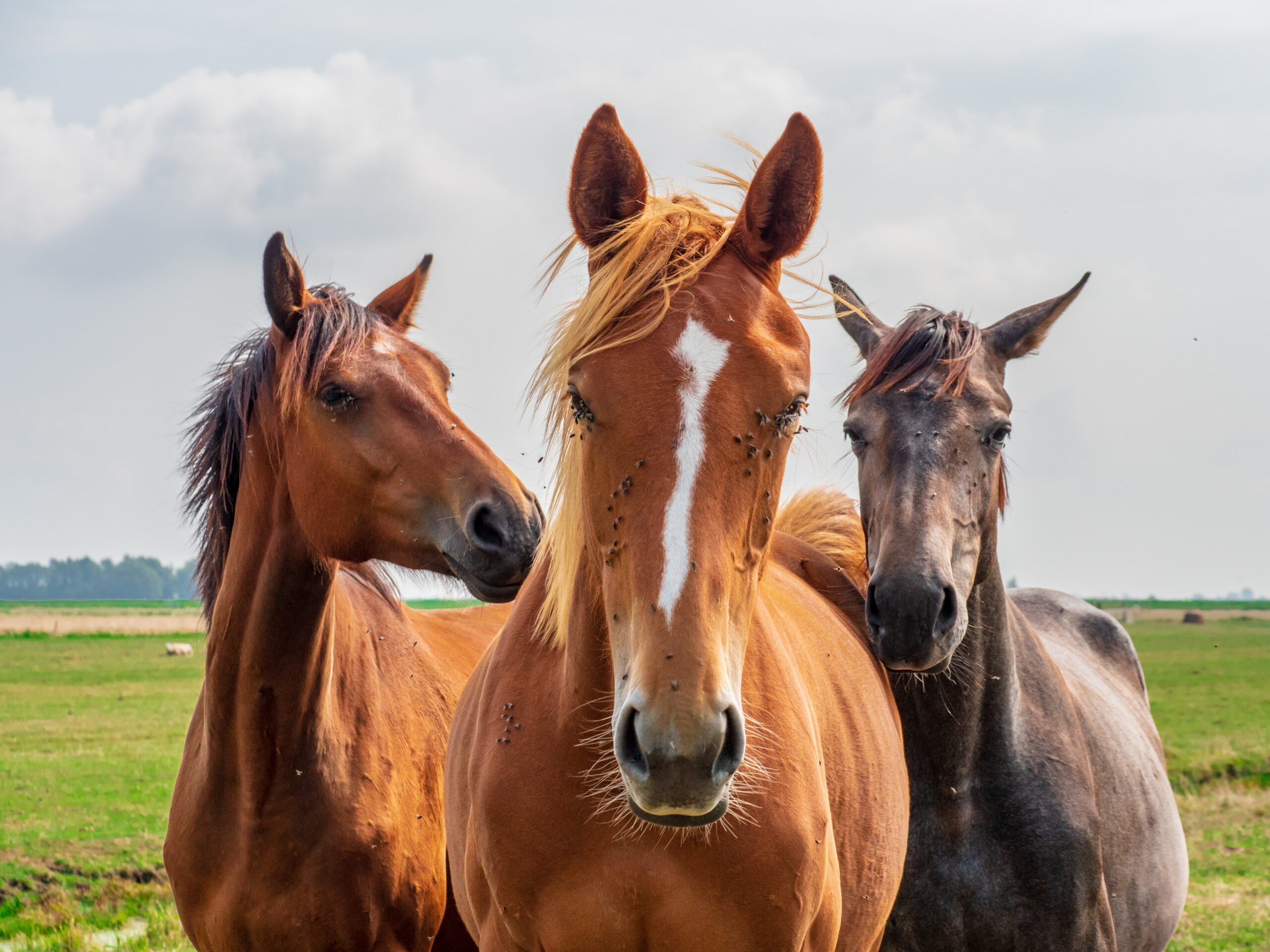 La mouche plate et votre cheval